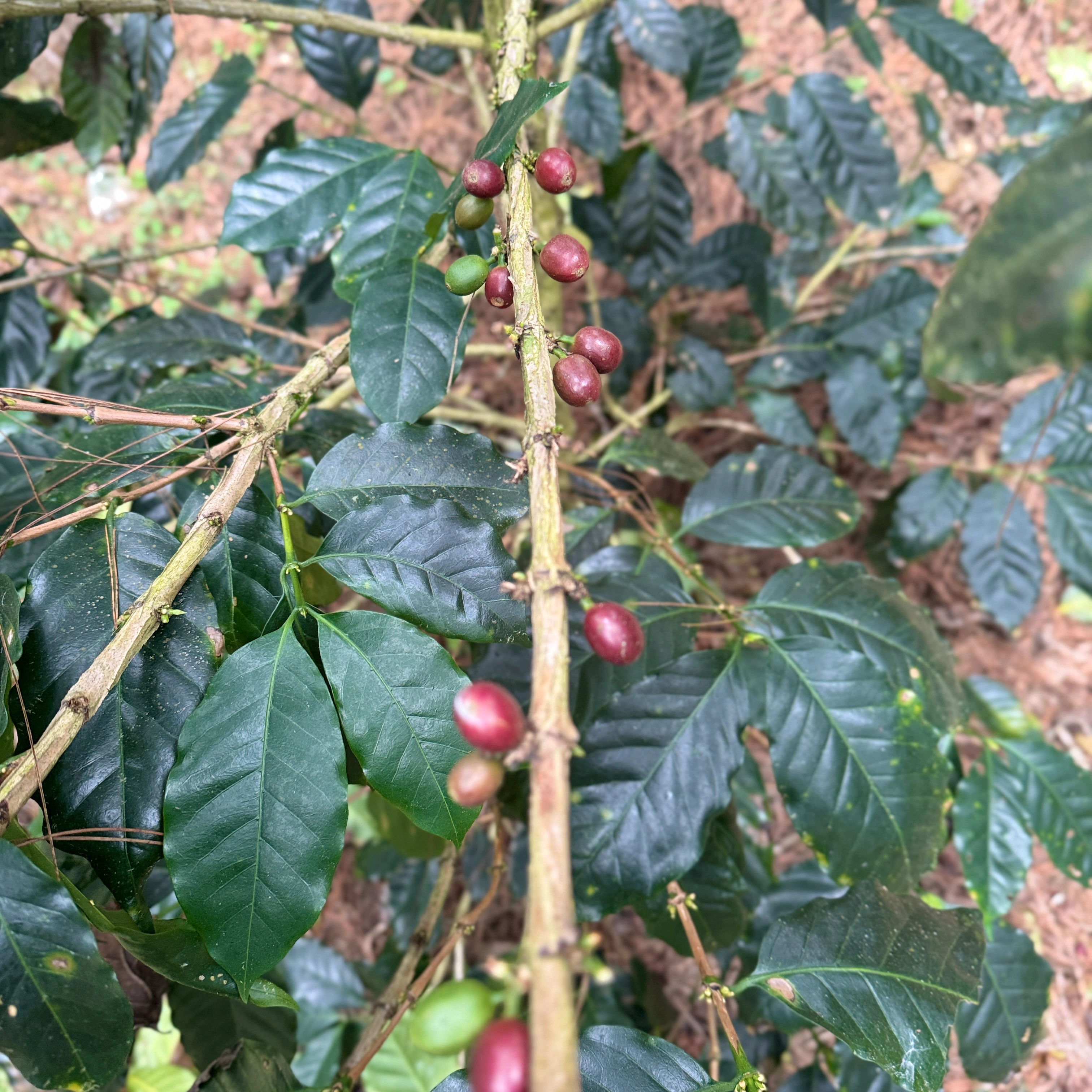Tahap Pertanian Kopi Sekipan